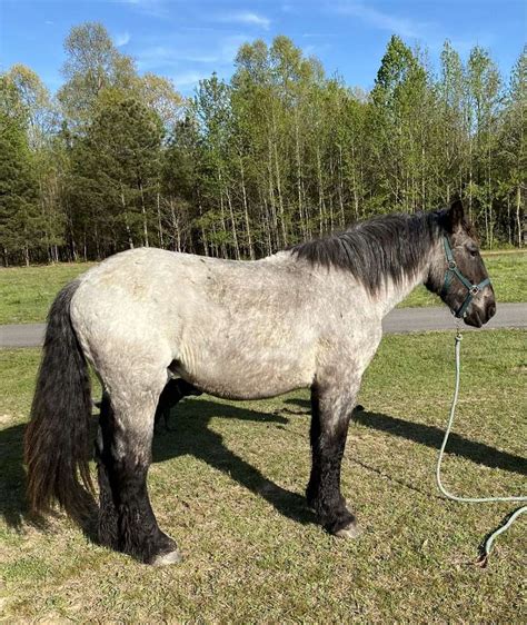 122 Windy Hill Rd, Rainbow City, <b>AL</b> 35906. . Alabama horses for sale